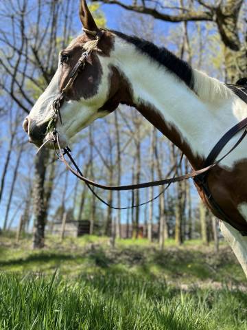 Cheval de loisir