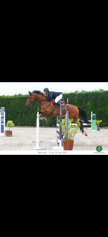 Cheval à vendre : gavroche de gineau 