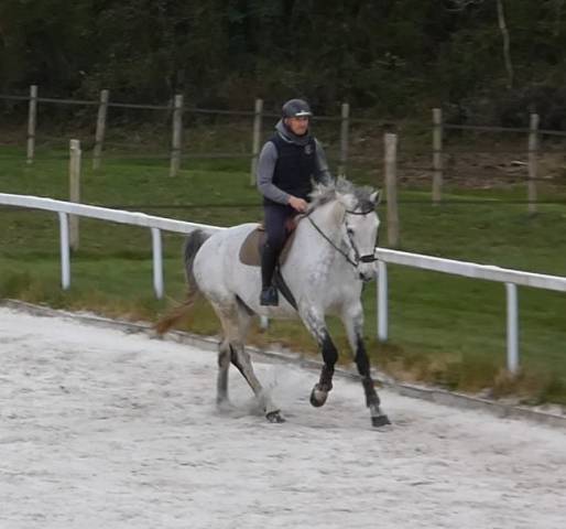 Cheval de cso-12 ans- facile, généreux avec gros moyens