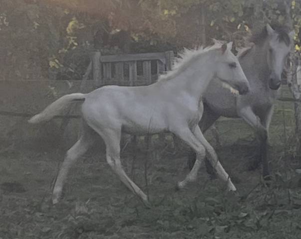 Magnifique palomino pur  lusitanien née oc