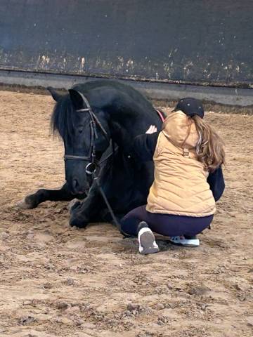 Andujeno p iii, entier, pur race espagnole de 10ans
