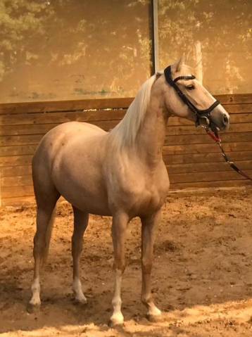 Pandora de menorca, cde de 10ans