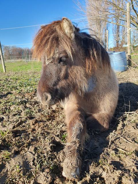 Poulain shetland pp