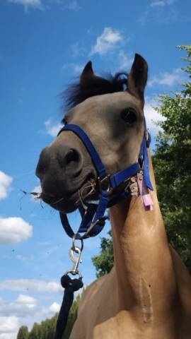 Poney selle français a vendre