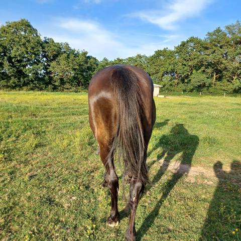 Vends pouliniere sf pleine de candy de nantuel, 1.64 m 