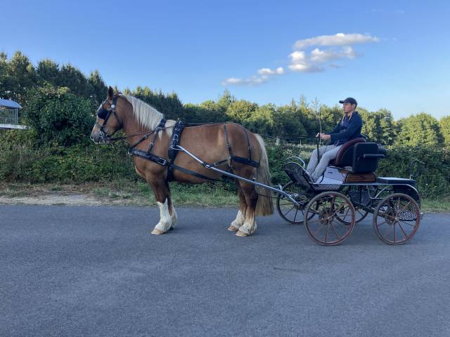 Cheval breton attelé et monté