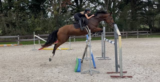Jument sf de 5 ans - 165cm - par canturano x jarnac