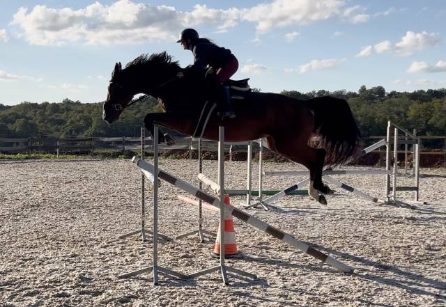 Jument sf de 5 ans - 165cm - par canturano x jarnac