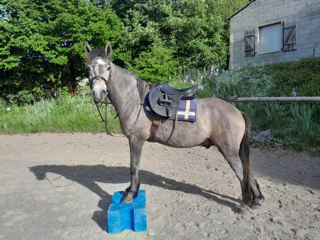 Nimbo des geais