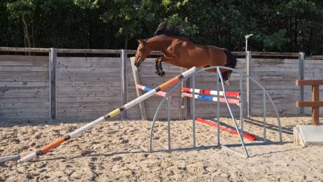 Jument de sport 3 ans anglo arabe
