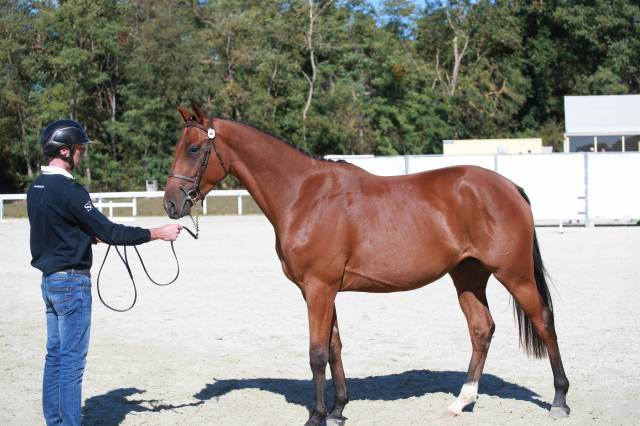Jeune cheval 3 ans cso - cce
