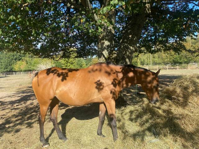 Rolina - jument pur-sang 10 ans – 1m65