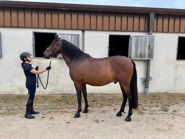 Super cheval polyvalent pp — 9 ans