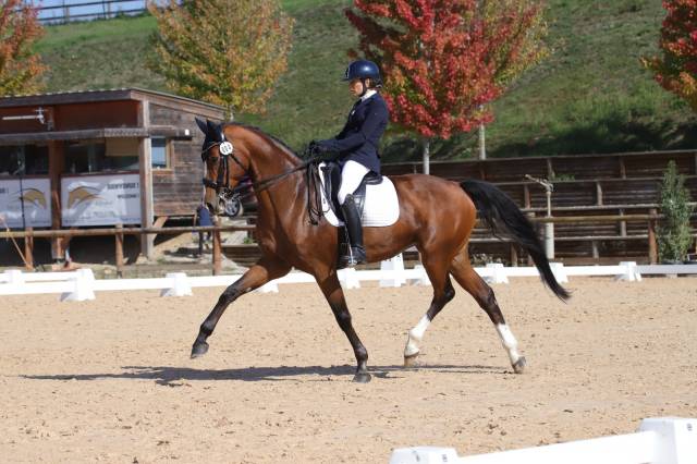 Jument kwpn - origines dressage pour elevage/loisirs