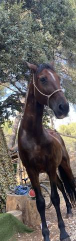 Pure race espagnole compagnie 