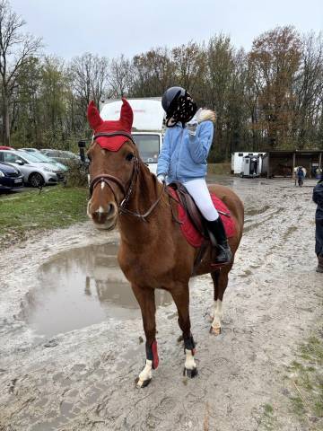 A vendre welsh k de 19 ans en pleine forme