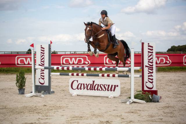 Cheval selle français 