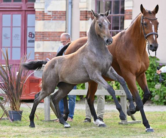 Super pouliche selle français, top papier !