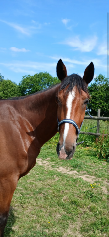Trotteuse française à vendre