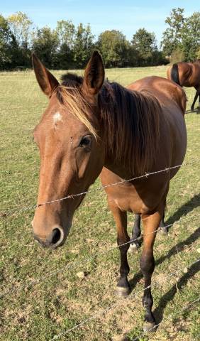 Trotteur française à vendre 