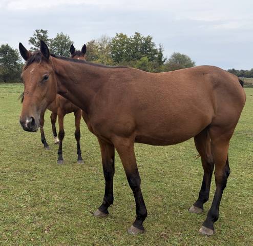 Trotteurs française à vendre