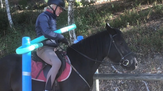 Cheval hongre mérens dressé