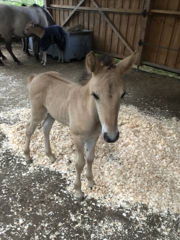 Poulain konik welsh part bred