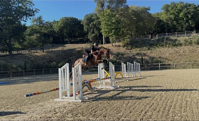 Hongre 4ans conthargos x treasure z
