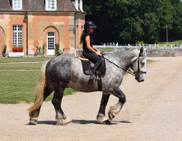Percheron attelé et monté