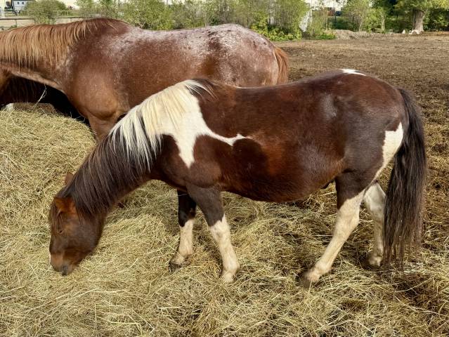 Poney pottok – hongre – 2017 – bai pie