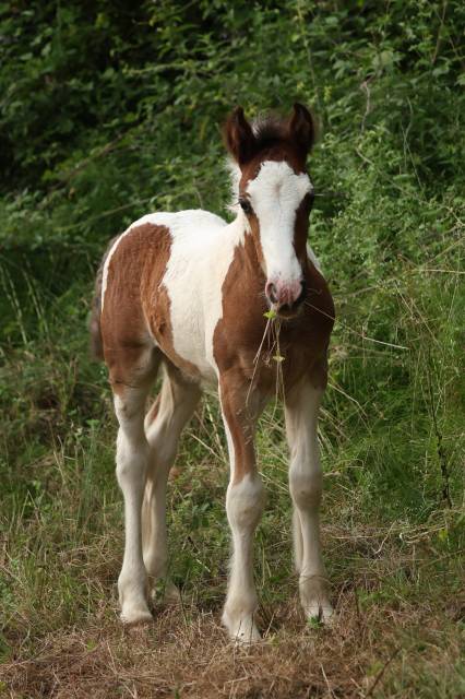 Poulain irish cob