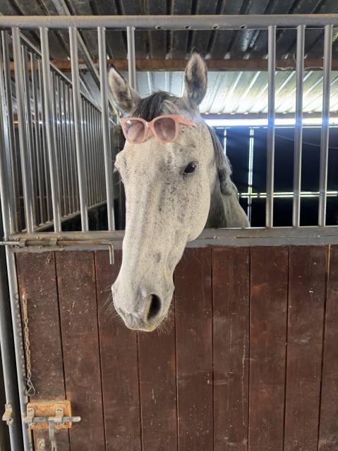 Umberto (ukr) – pur-sang hongre de 9 ans – pour cavalie