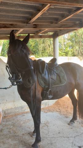 Jument onc noire – 8 ans 