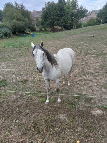 Jument pour compagnie