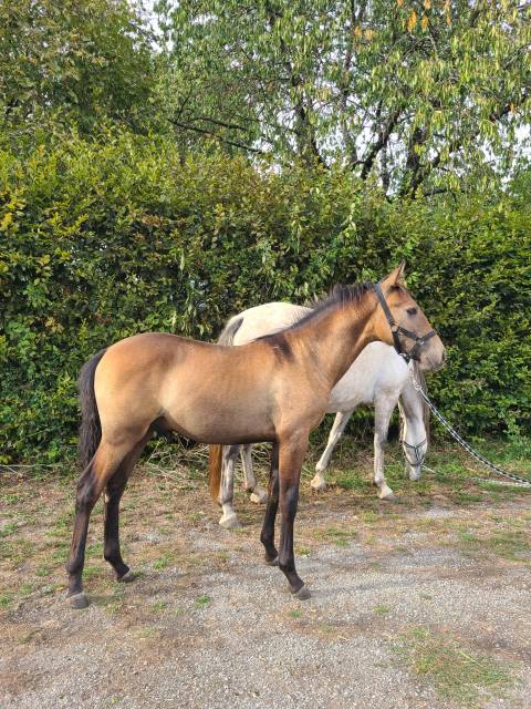Poulain