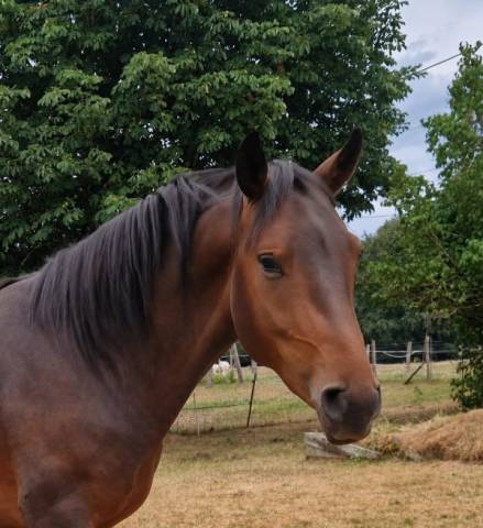 Poulain demi-sang arabe, 2 ans, entier, cherche nouvell