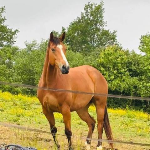 Magnifique anglo arabe 