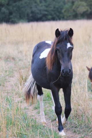 Poneys 
