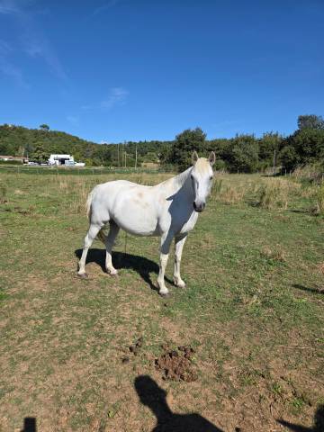 ? ponette d – polyvalente ❤️