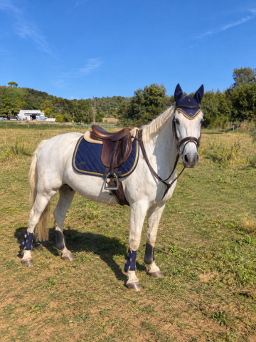 ? ponette d – polyvalente  ❤️