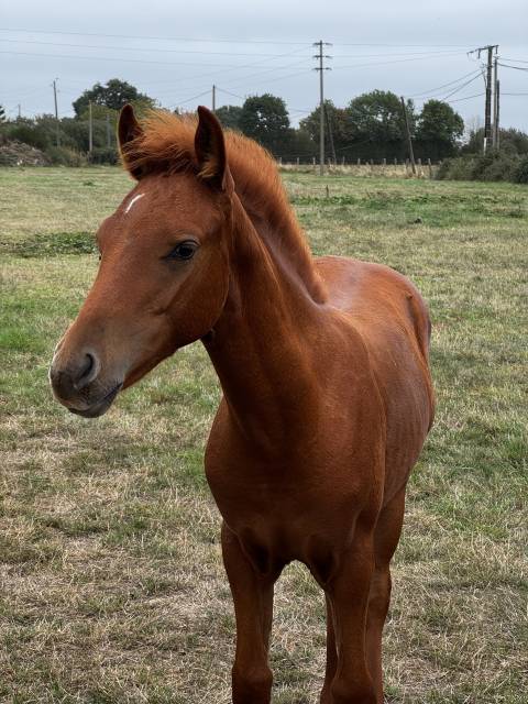 Poulain mâle pfs