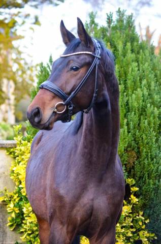 Jeune cheval d'exception de dressage
