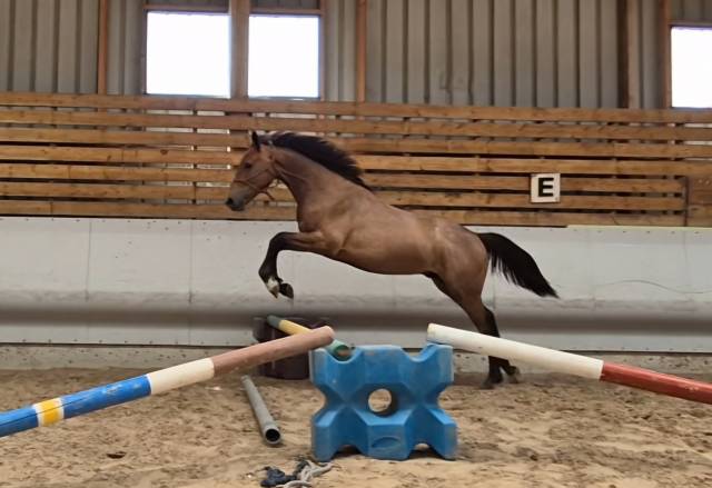 Cheval 1,5 ans sf