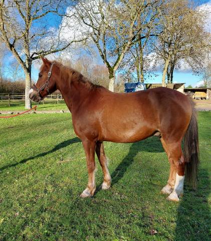 Poney/cheval 1m49 17ans