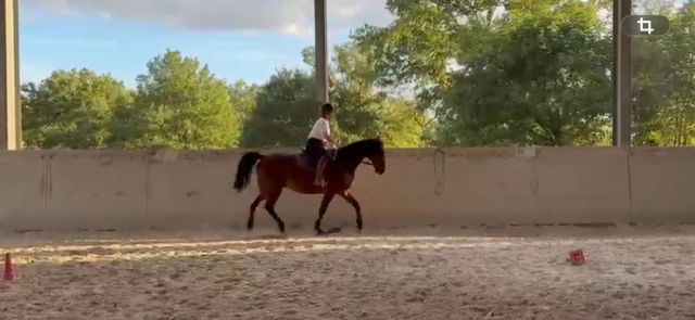 Trotteur français hongre de 12 ans