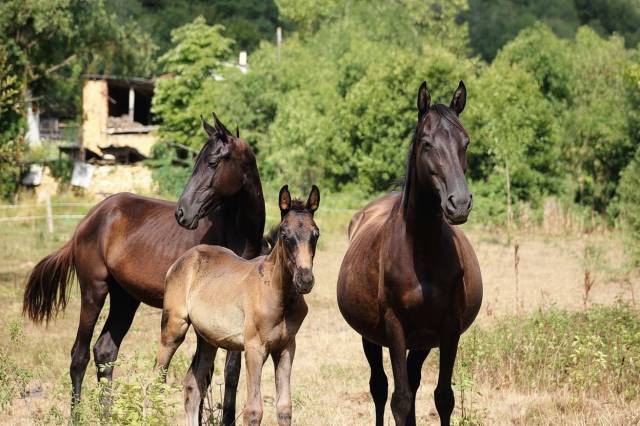 ⚜️ flash by queen ⚜️  furst toto x abdullah