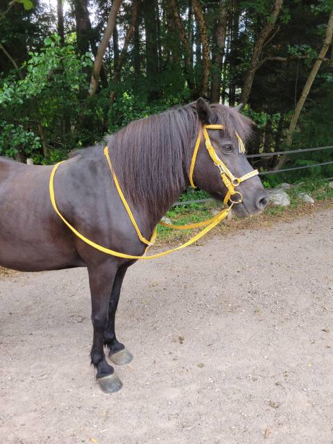 Bridon et rênes cheval