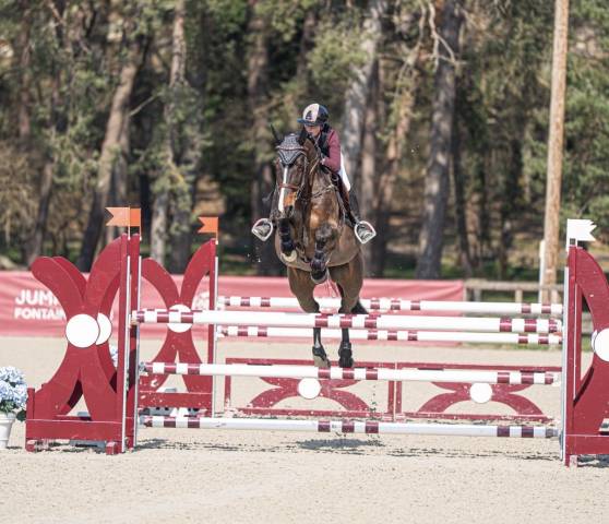 à vendre cheval de sport