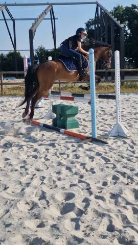 Poney français de selle 