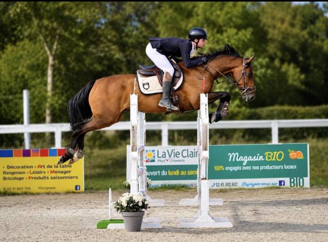 Cheval de 4 ans